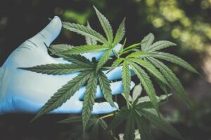55歲男「想用大麻戒菸」　自行栽種氣炸葉子！警察傻眼：是在煎藥喔